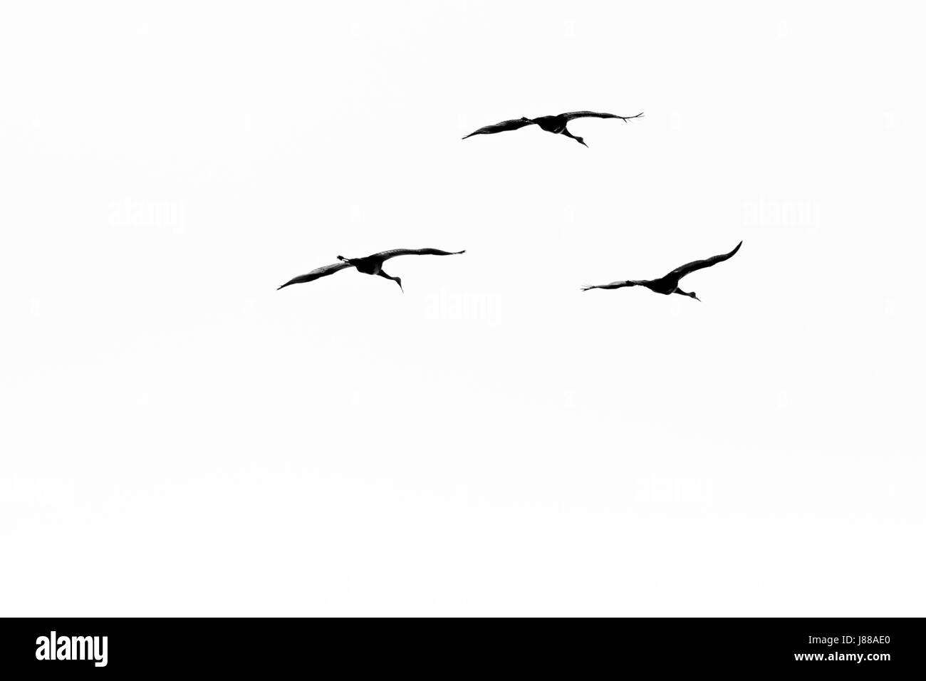 B&W photo of three Sandhill cranes (Grus canadensis) flying during spring migration Stock Photo