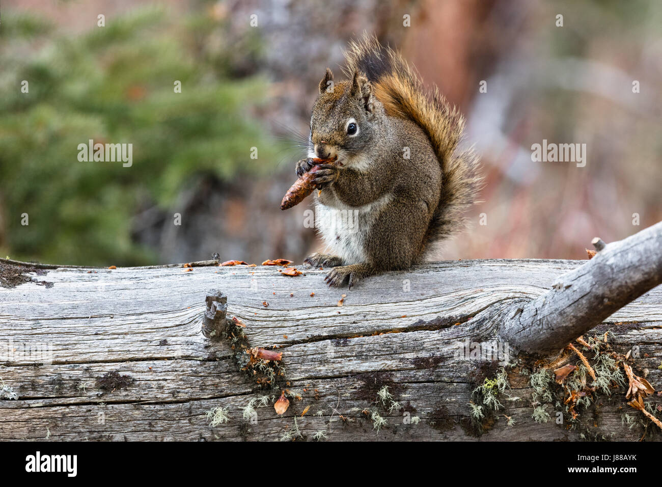 American red squirrel eating a pine cone hires stock photography and