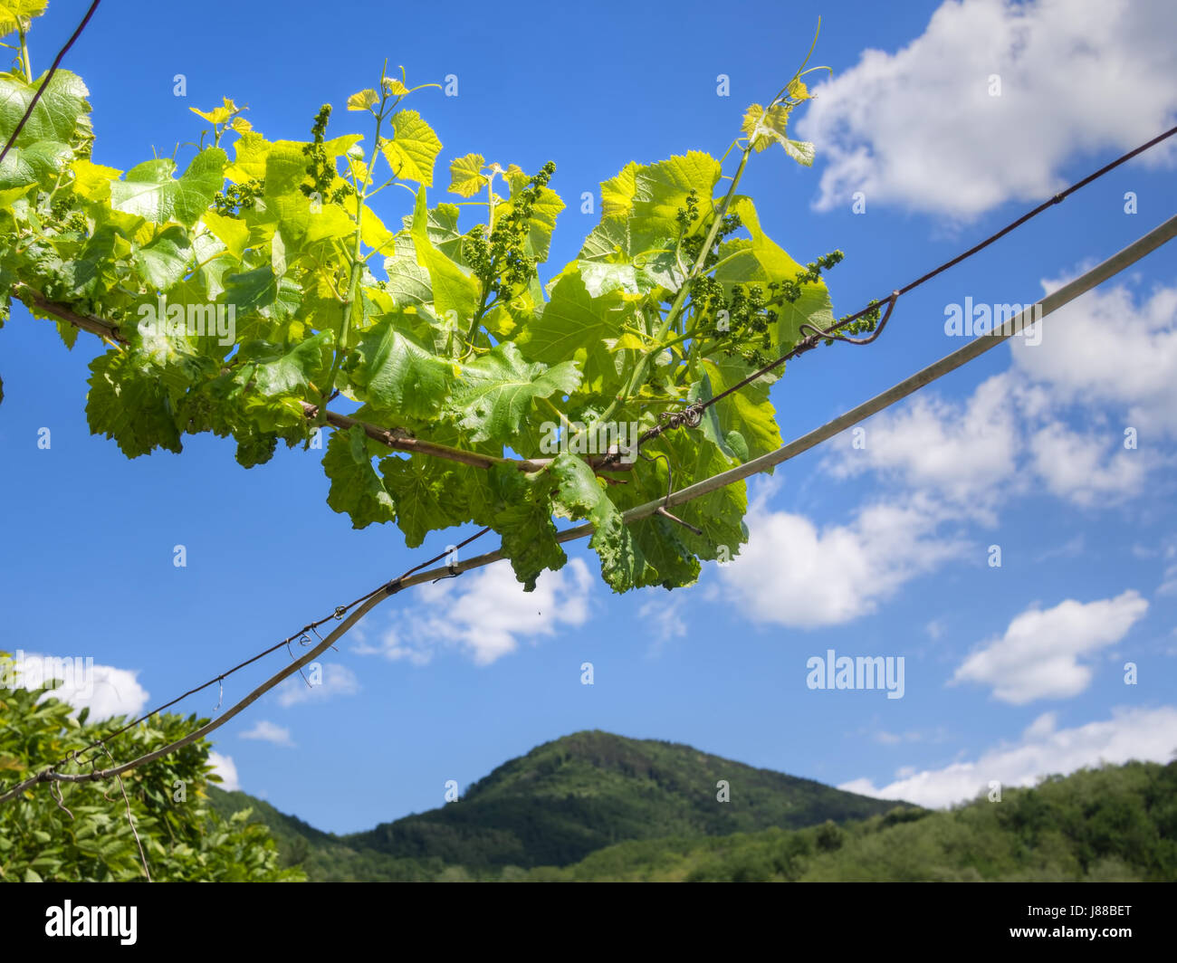 Sky, Tuscan hills behind in sunshine. Stock Photo