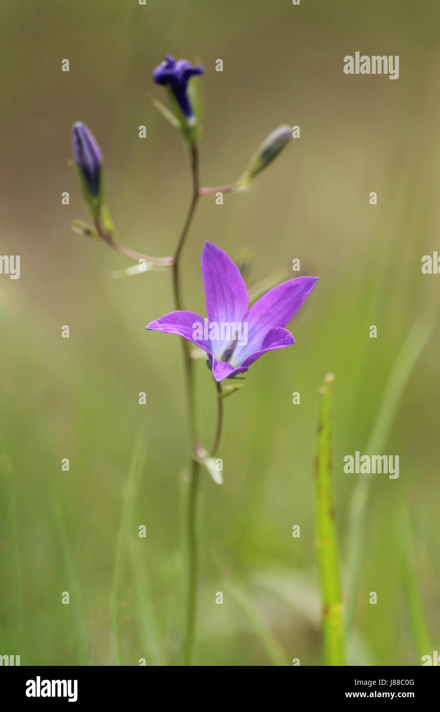 Beautiful wildflower hi-res stock photography and images - Alamy