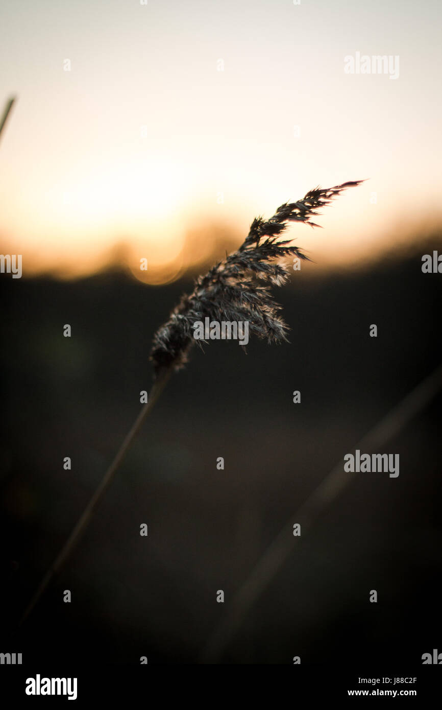 Wheat with soft background Stock Photo - Alamy