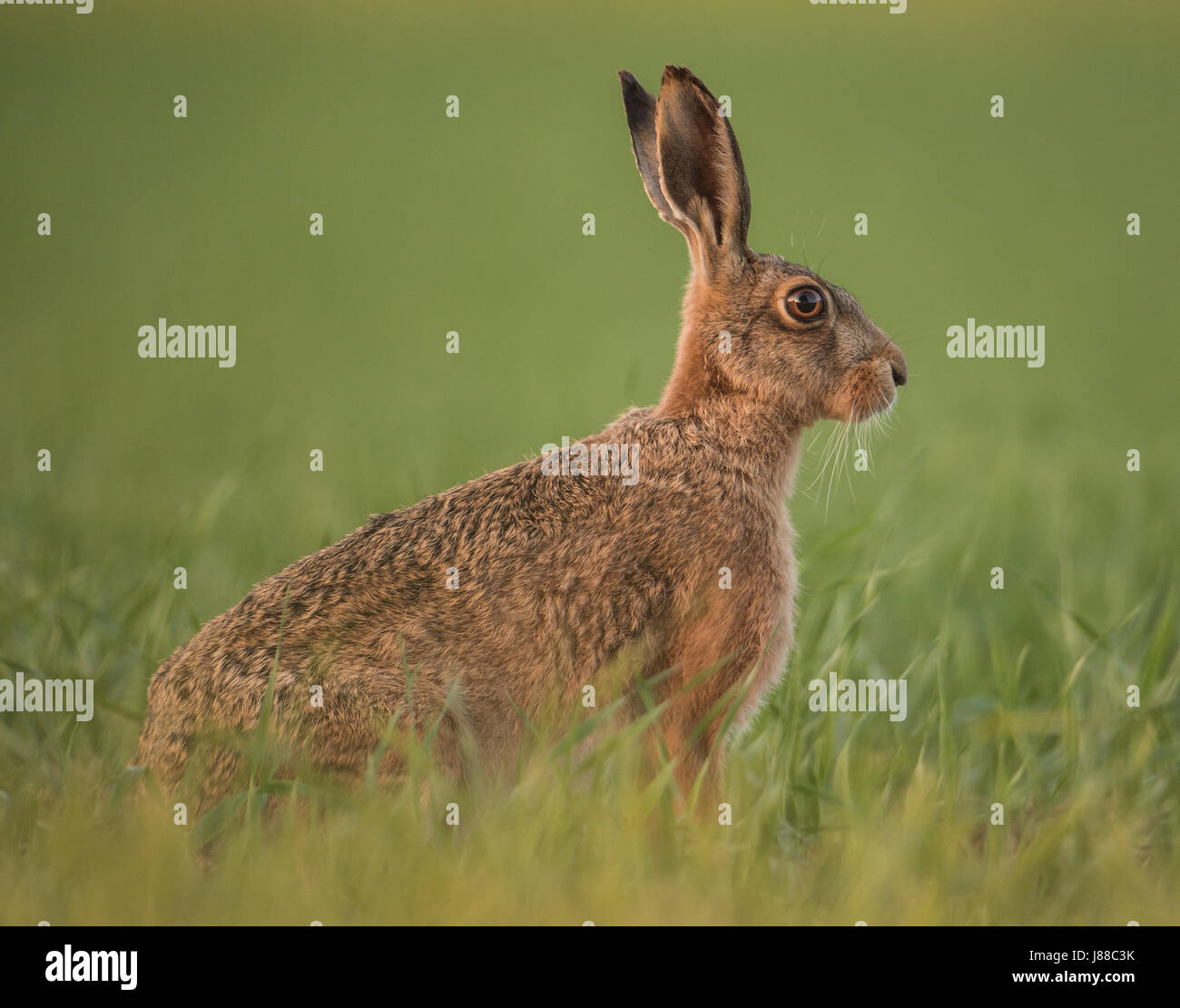 hare Stock Photo