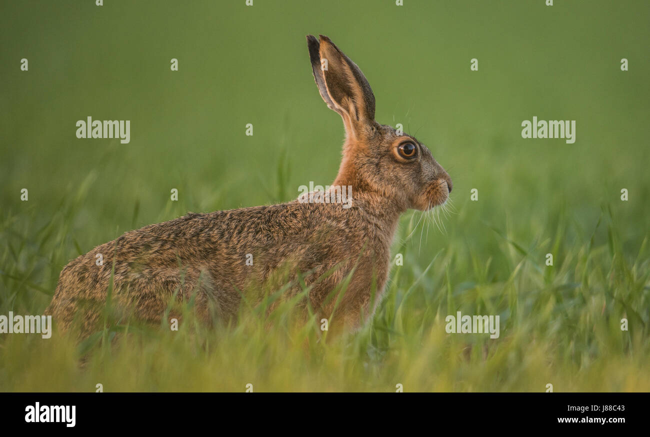 hare Stock Photo