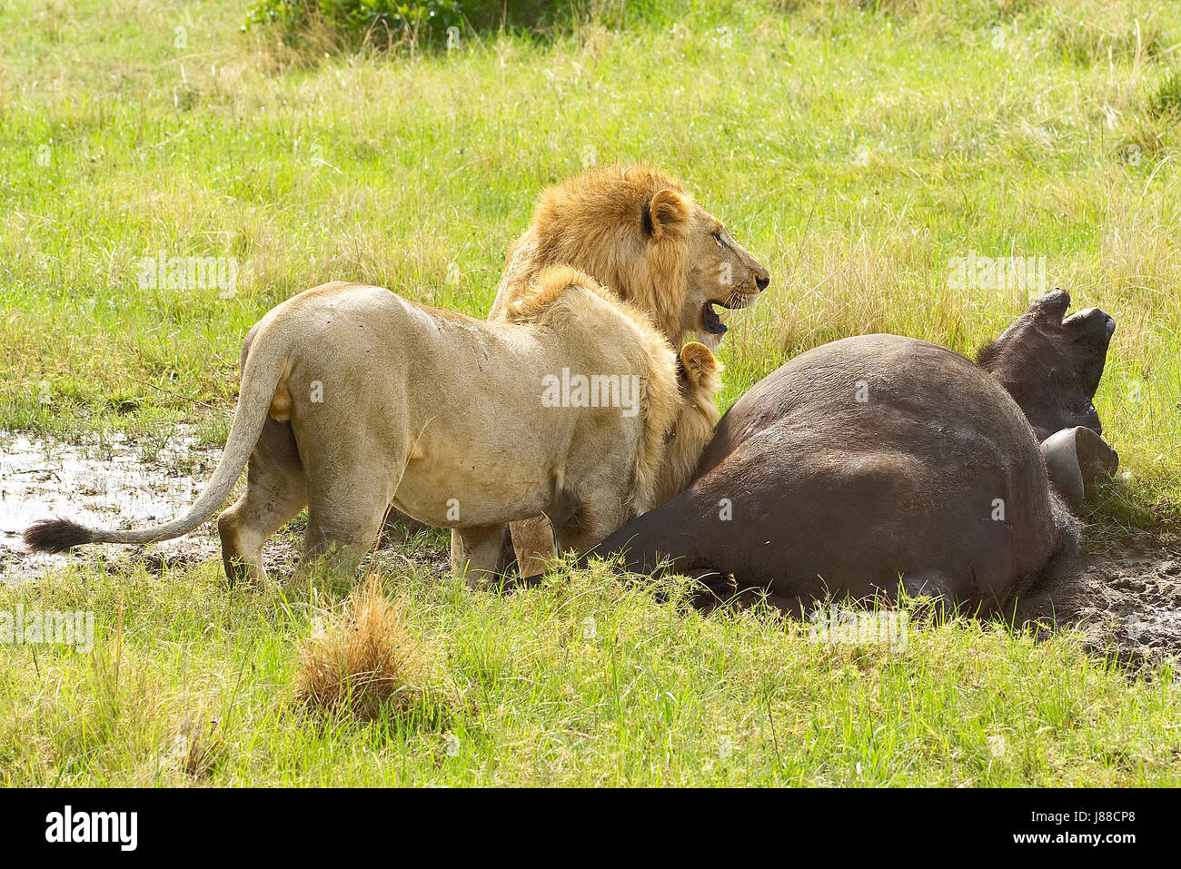 Tow male lions hunting down an old buffalo male in Masai Mara national ...