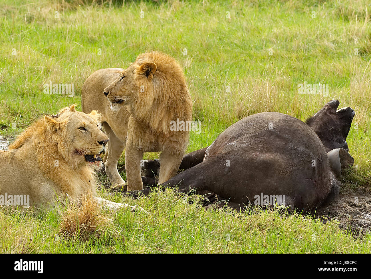 Tow male lions hunting down an old buffalo male in Masai Mara national park in Kenya, Stock Photo