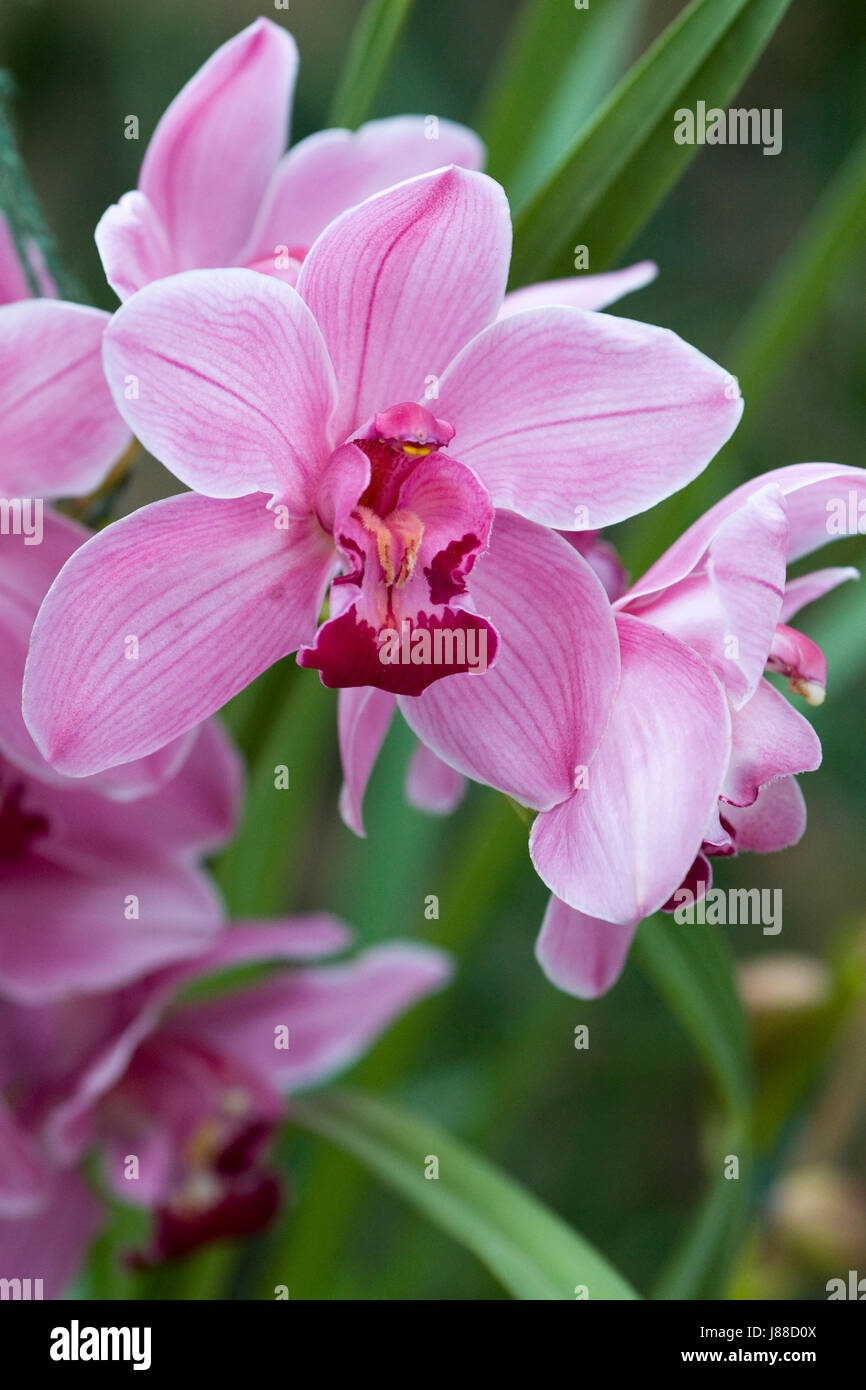 Cymbidium Loch Maree Jim Orchid  growing in a hothouse Stock Photo