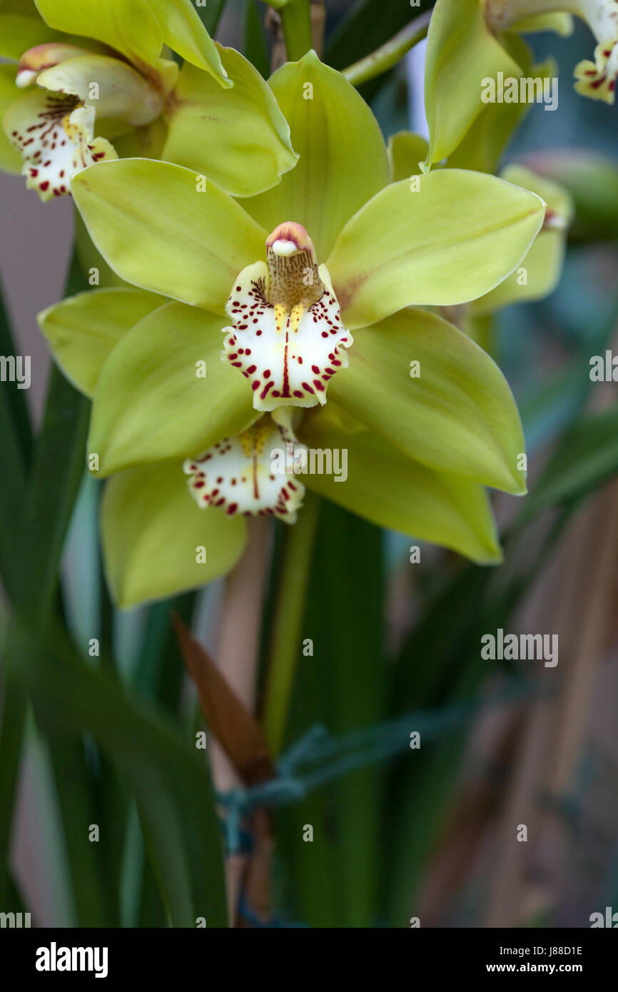 Loch insh lewes orchid growing in a hothouse Stock Photo