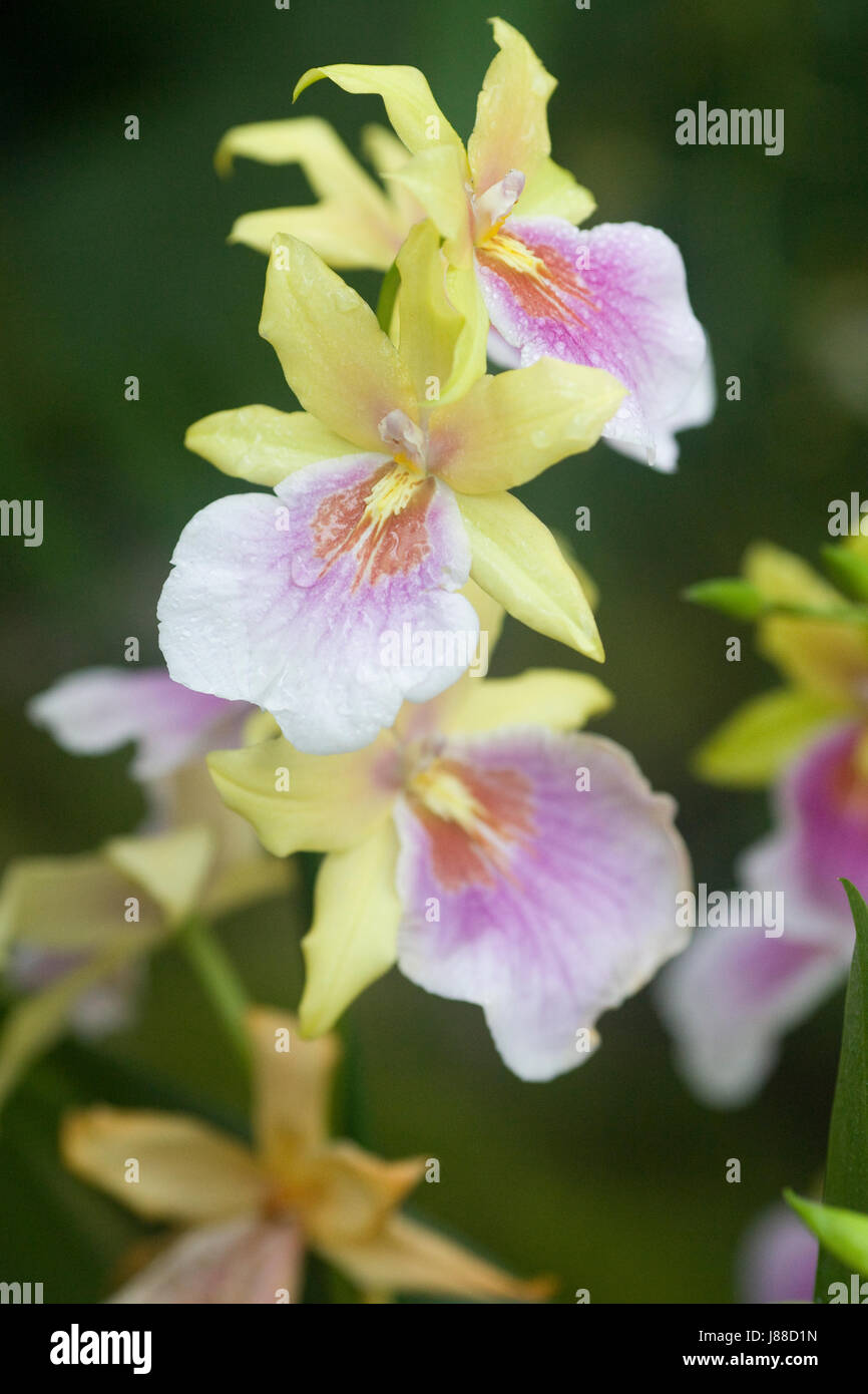 Miltonia Sunset  growing in a hothouse Stock Photo