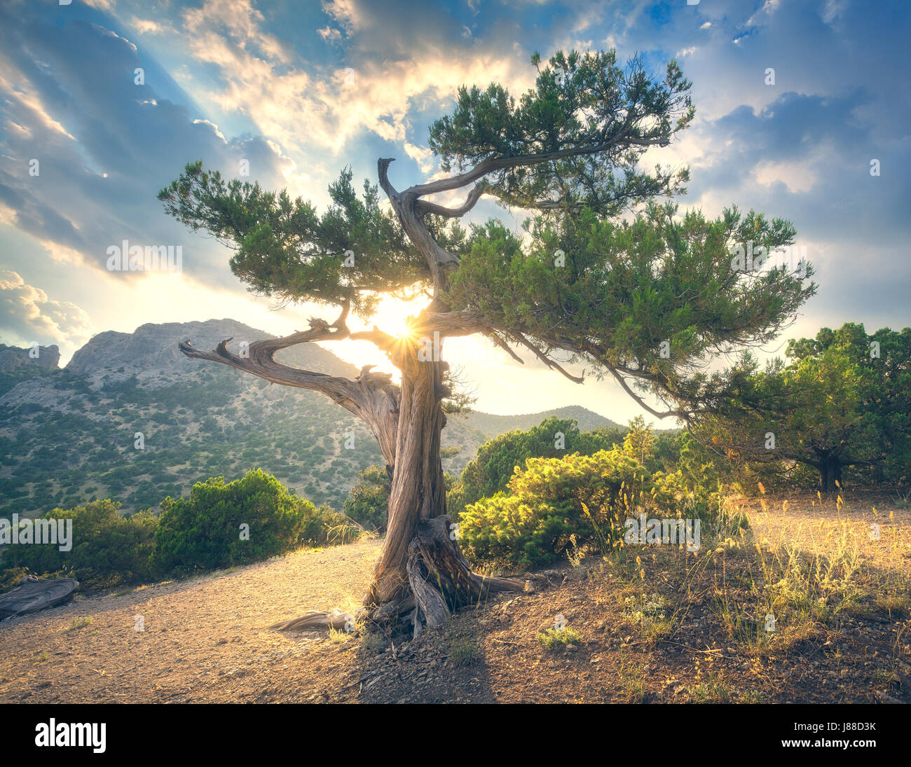 Tree at sunset. Summer landscape with old tree with green leaves in mountain forest. Beautiful scene with tree, colorful foliage, mountains, trail and Stock Photo