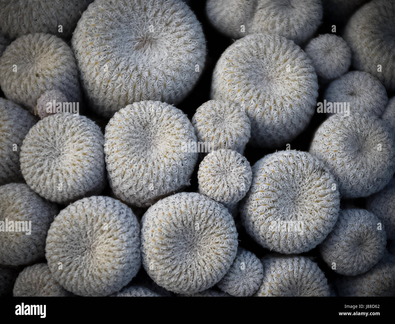 Button Cactus - Epithelantha ilariae Stock Photo