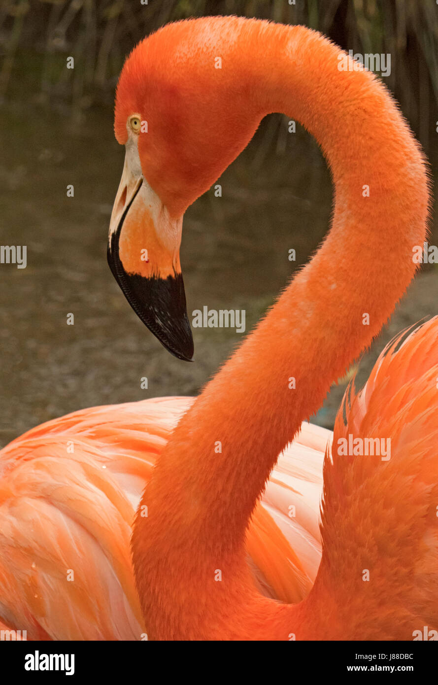 Sacramento zoo hi-res stock photography and images - Alamy Sacramento zoo hi-res stock photography and images - Alamy