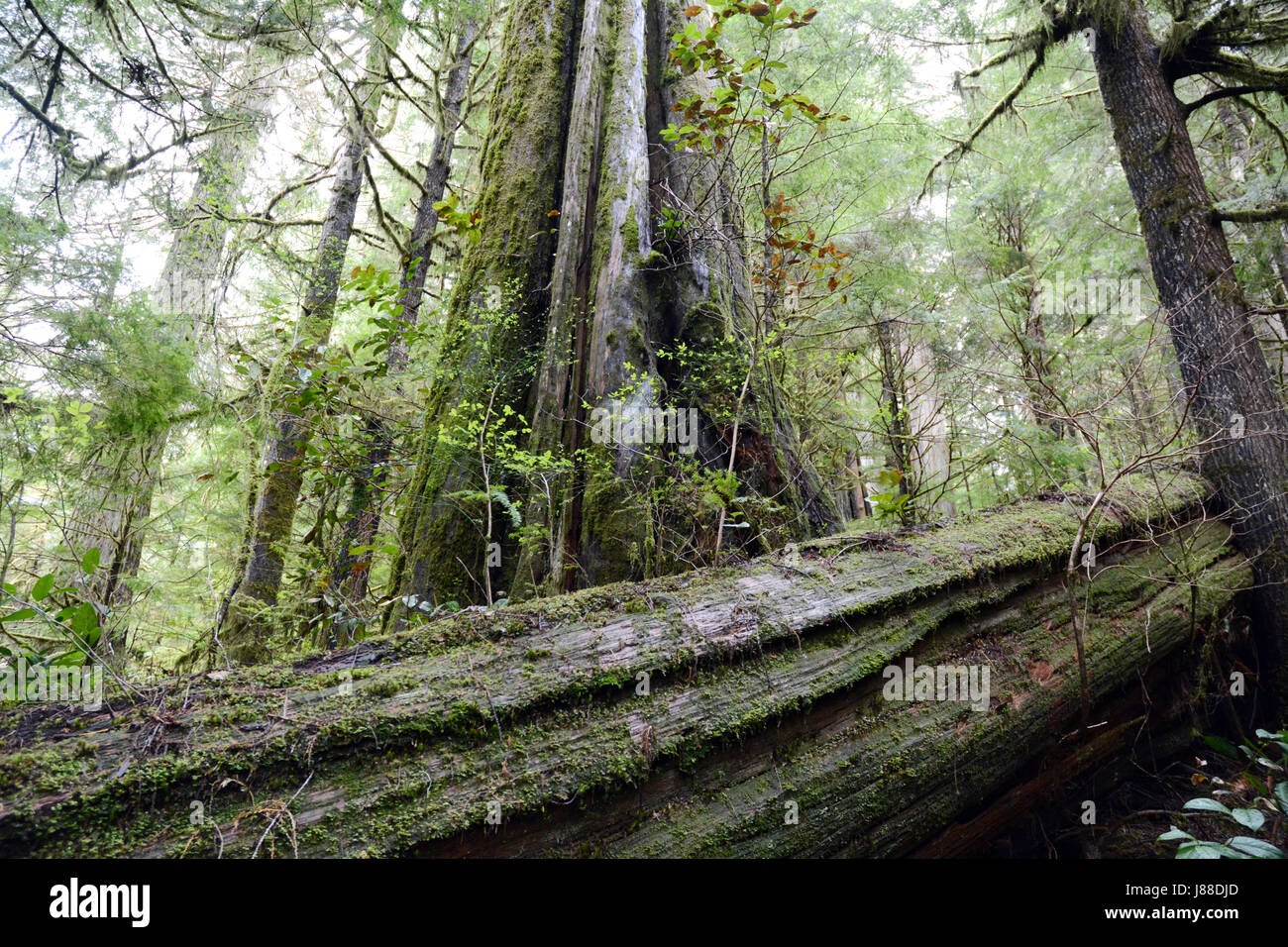 Mossy old growth western red cedar tree towers over a deadfall log in an ancient rainforest on Vancouver Island, British Columbia, Canada Stock Photo