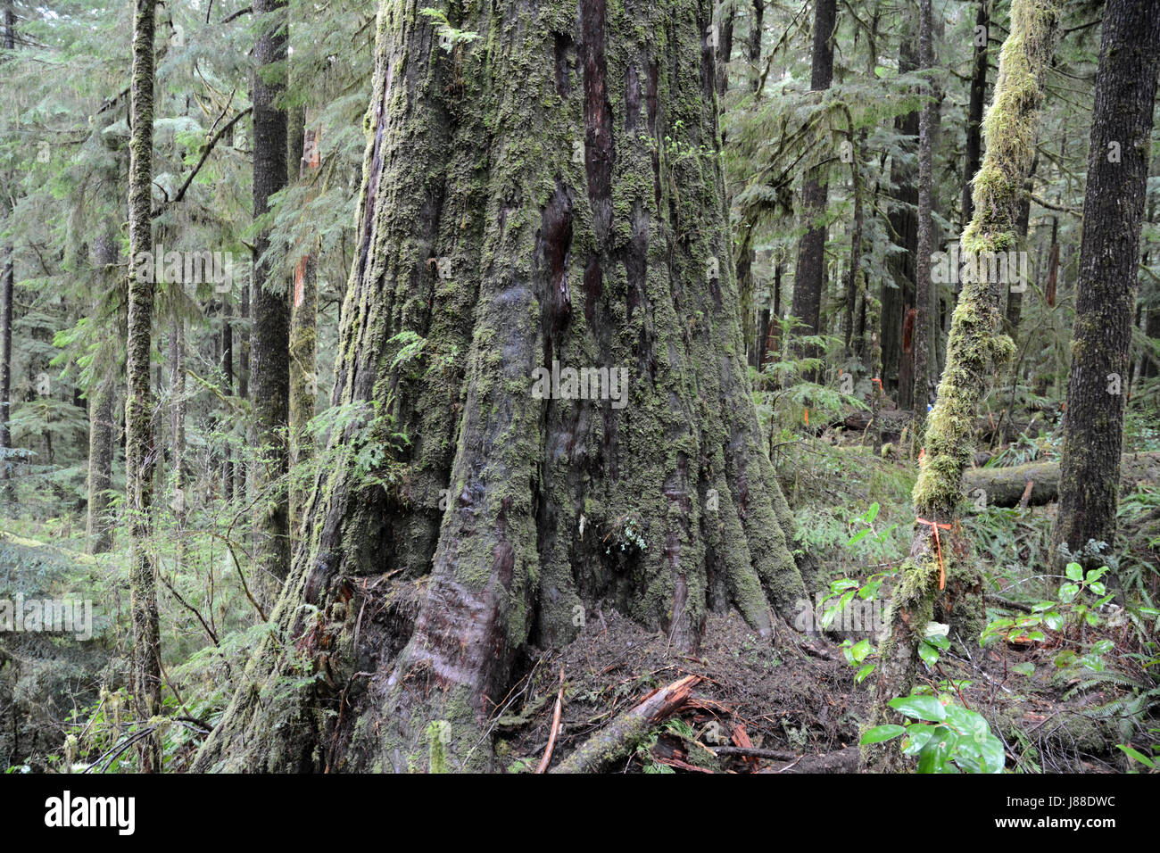 Rainforest tall tree hires stock photography and images Alamy