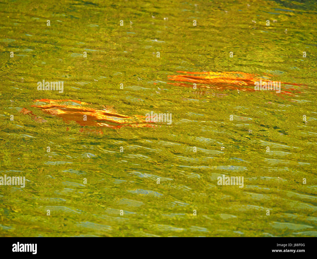 Koi Carp goldfish (Cyprinus carpio) swimming in pond in Yorkshire, England UK Stock Photo