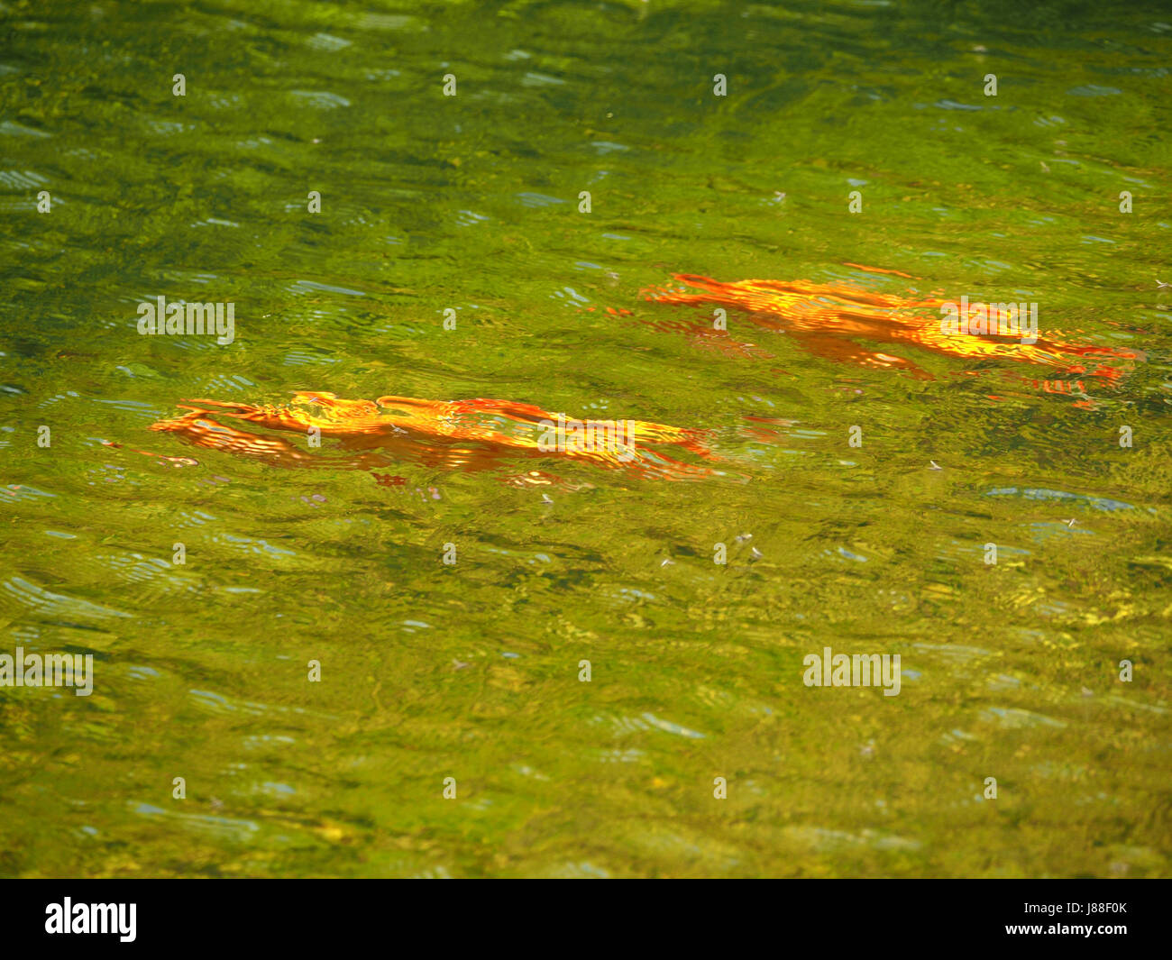 Koi Carp goldfish (Cyprinus carpio) swimming in pond in Yorkshire, England UK Stock Photo