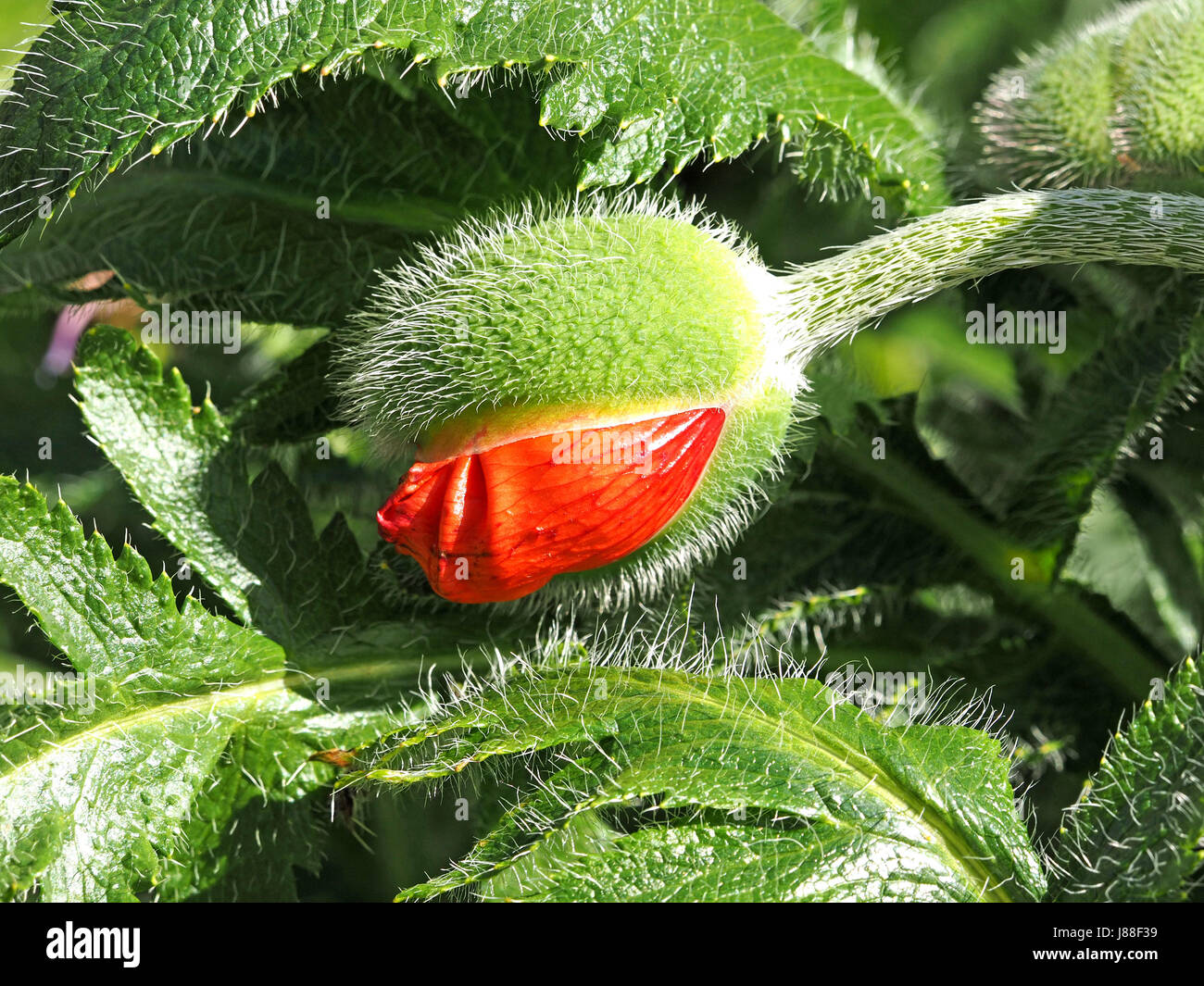 bright red flower of Papaver orientale (Oriental poppy) emerging from contrasting green spiky bud surrounded by spikey leaves, Gloucestershire,England Stock Photo