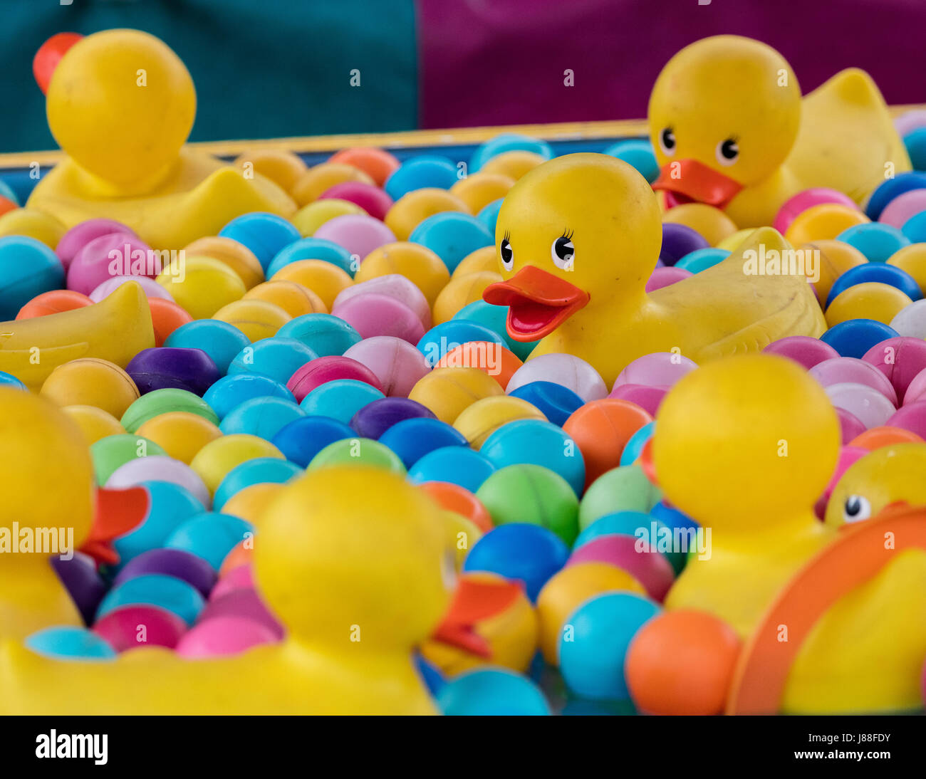 Rubber duck game on the midway of a county fair Stock Photo - Alamy