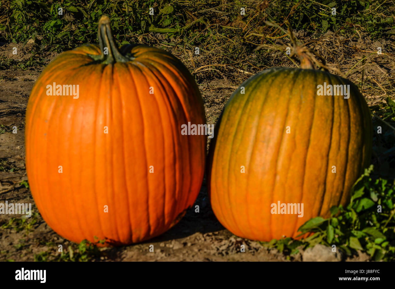 Pumpkins are here! Stock Photo