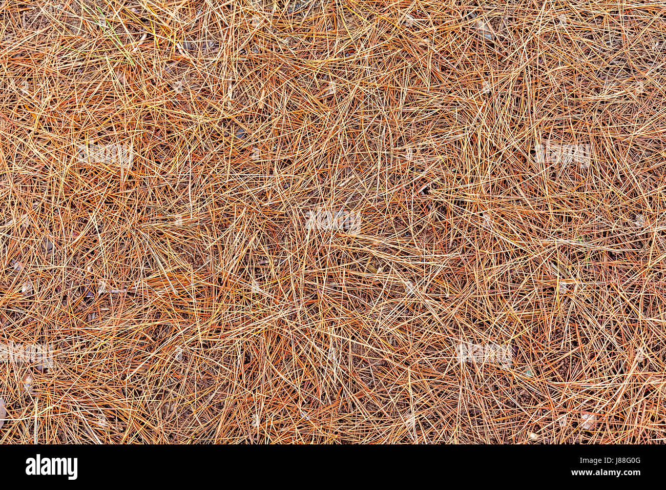 Forest floor covered in dried pine needles Stock Photo Alamy