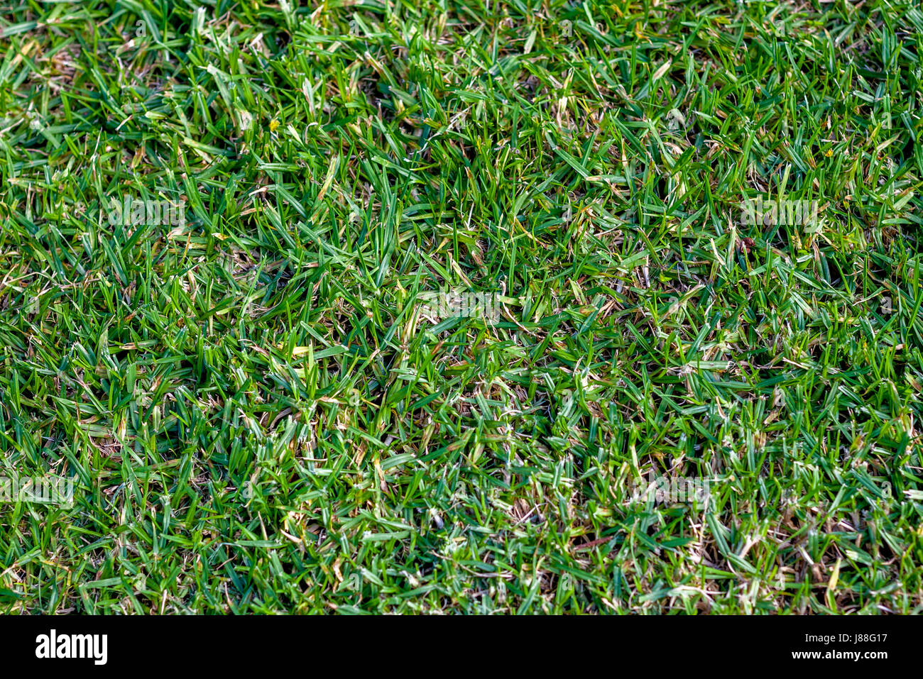 Thick green patch of Buffalo grass Stock Photo