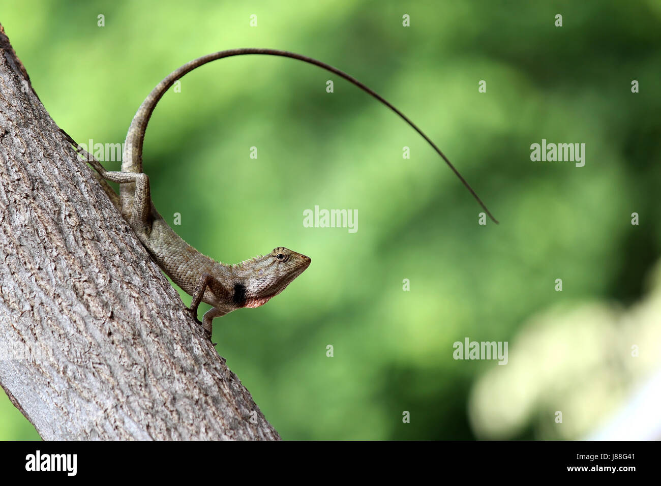 lizard chameleon on tree with nature background Stock Photo