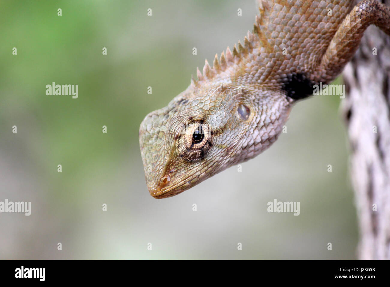 closeup of  lizard chameleon on tree with nature background Stock Photo