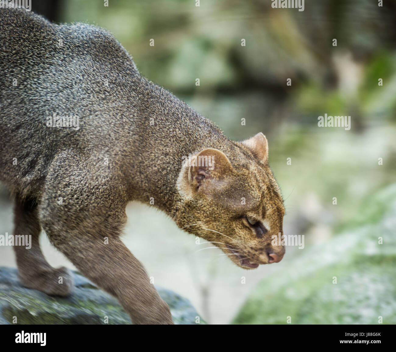 Little Cats Predator Named The Jaguarundi Puma Yagouaroundi From