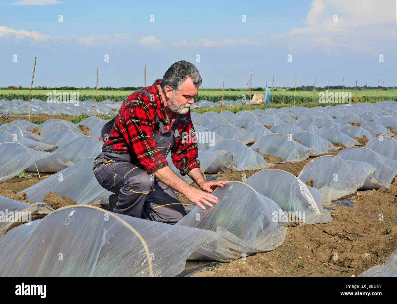 Farmer in his field controls the development of seedlings watermelon