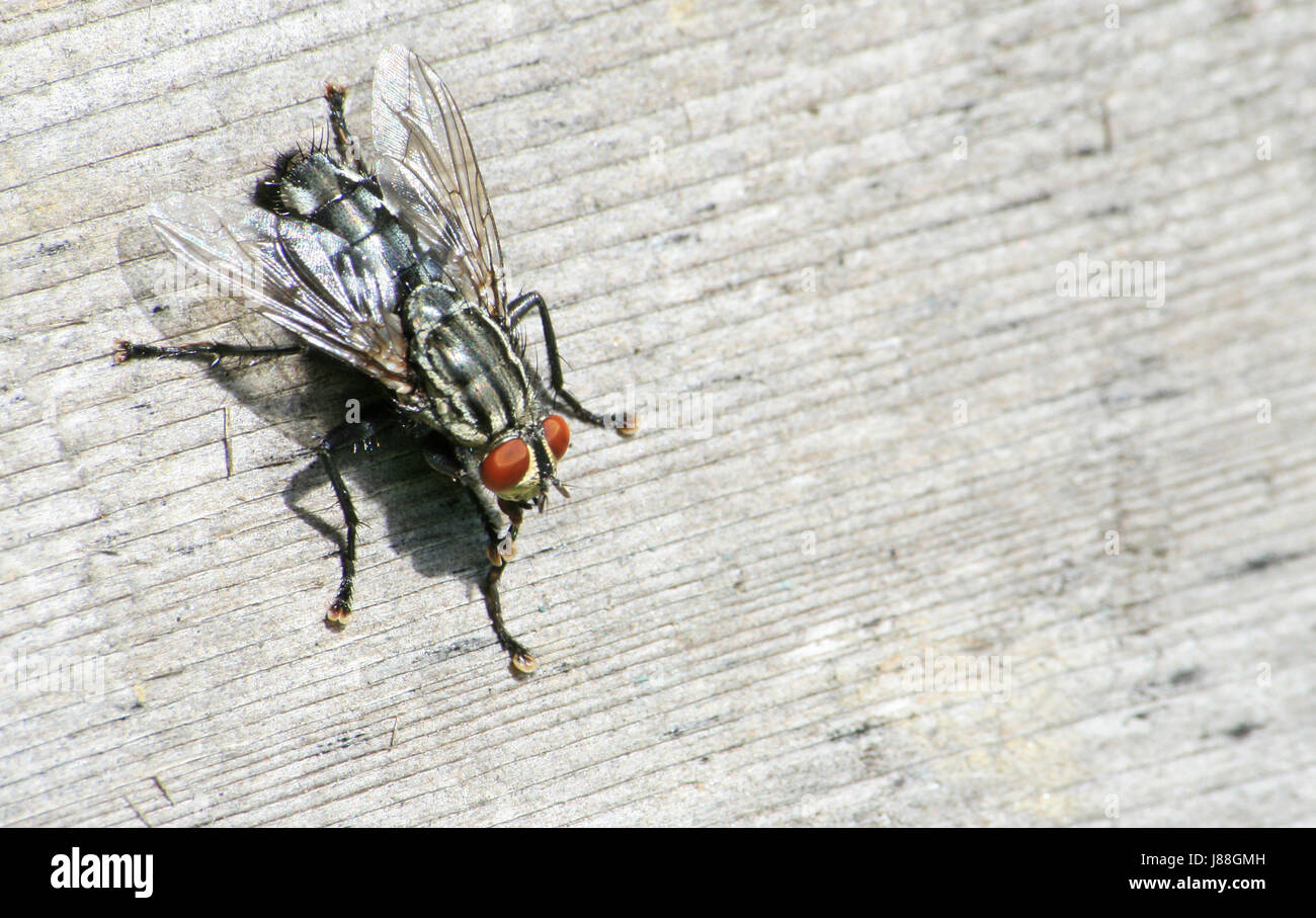 macro, close-up, macro admission, close up view, animal, insect, fly, macro, Stock Photo