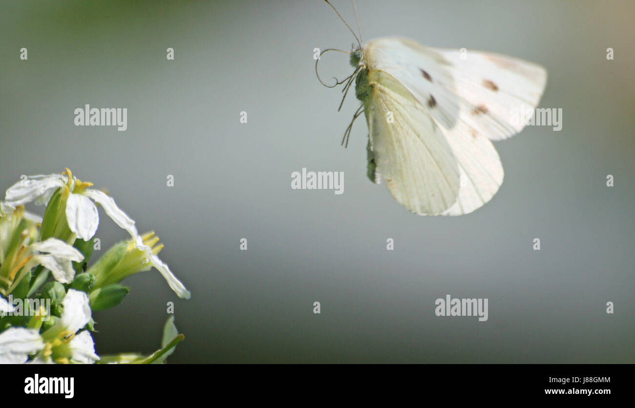 flight, animal, insect, butterfly, cabbage white butterfly, hit, macro, Stock Photo