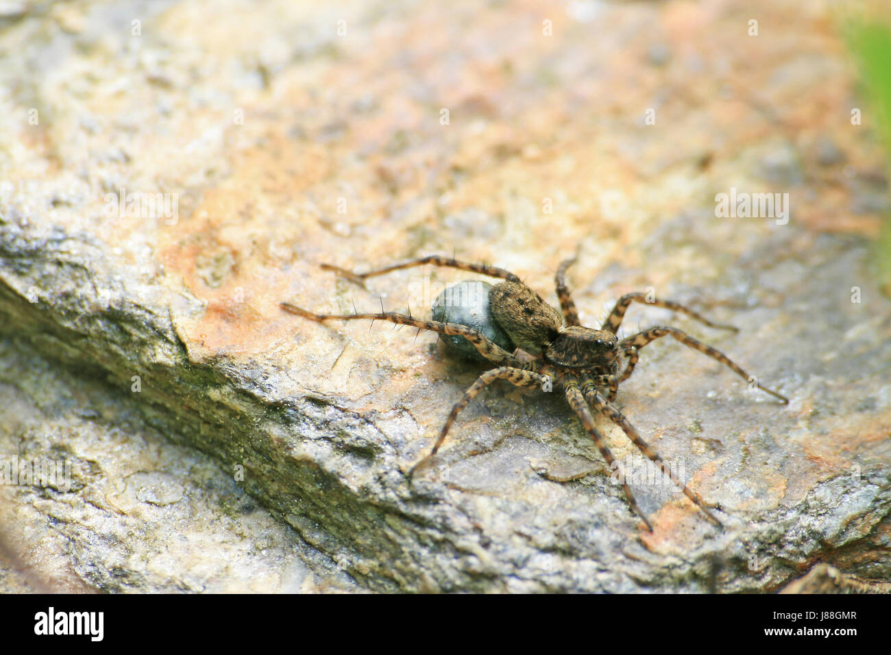 animal, insect, spider, macro, close-up, macro admission, close up view, Stock Photo