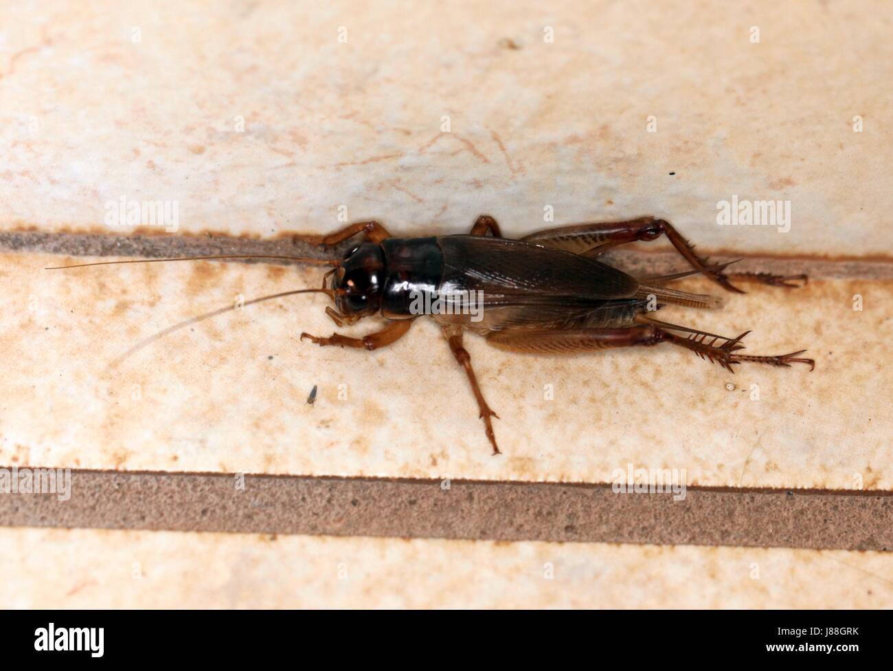 insect, australia, vermin, cockroach, insect, australia, vermin ...
