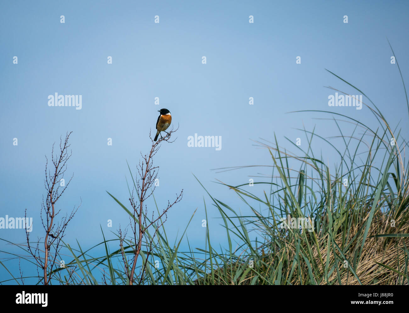 A male passerine European stonechat, Saxicola rubicola, sitting on the top of a blade of long Maram grass, East Lothian, Scotland, UK Stock Photo