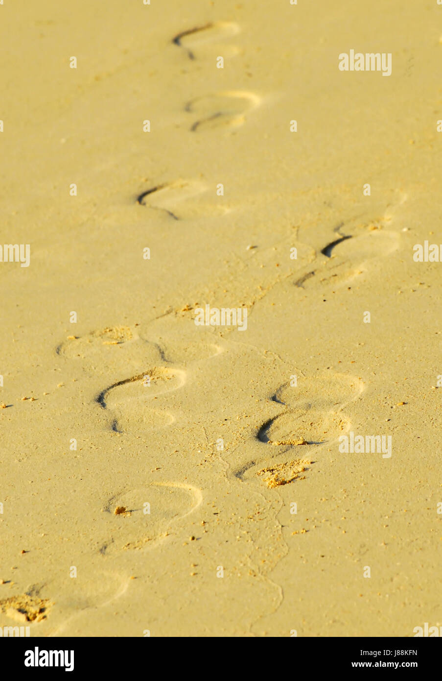 footprints in the sand Stock Photo Alamy