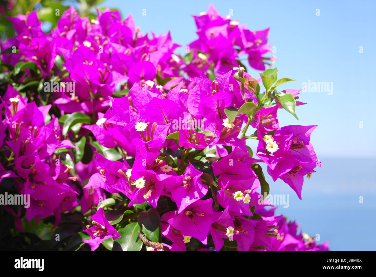 bougainvillea in full bloom Stock Photo Alamy