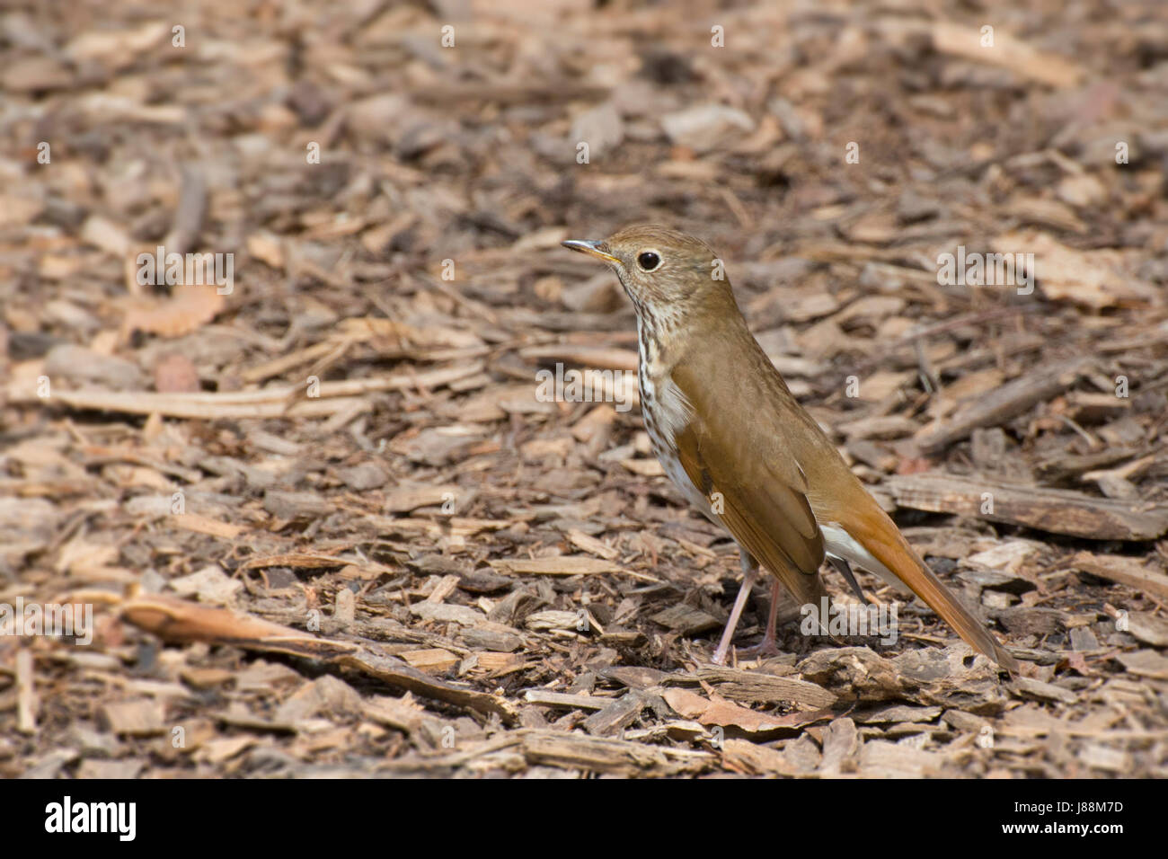Hermit Thrush camouflaged by wood chips Stock Photo