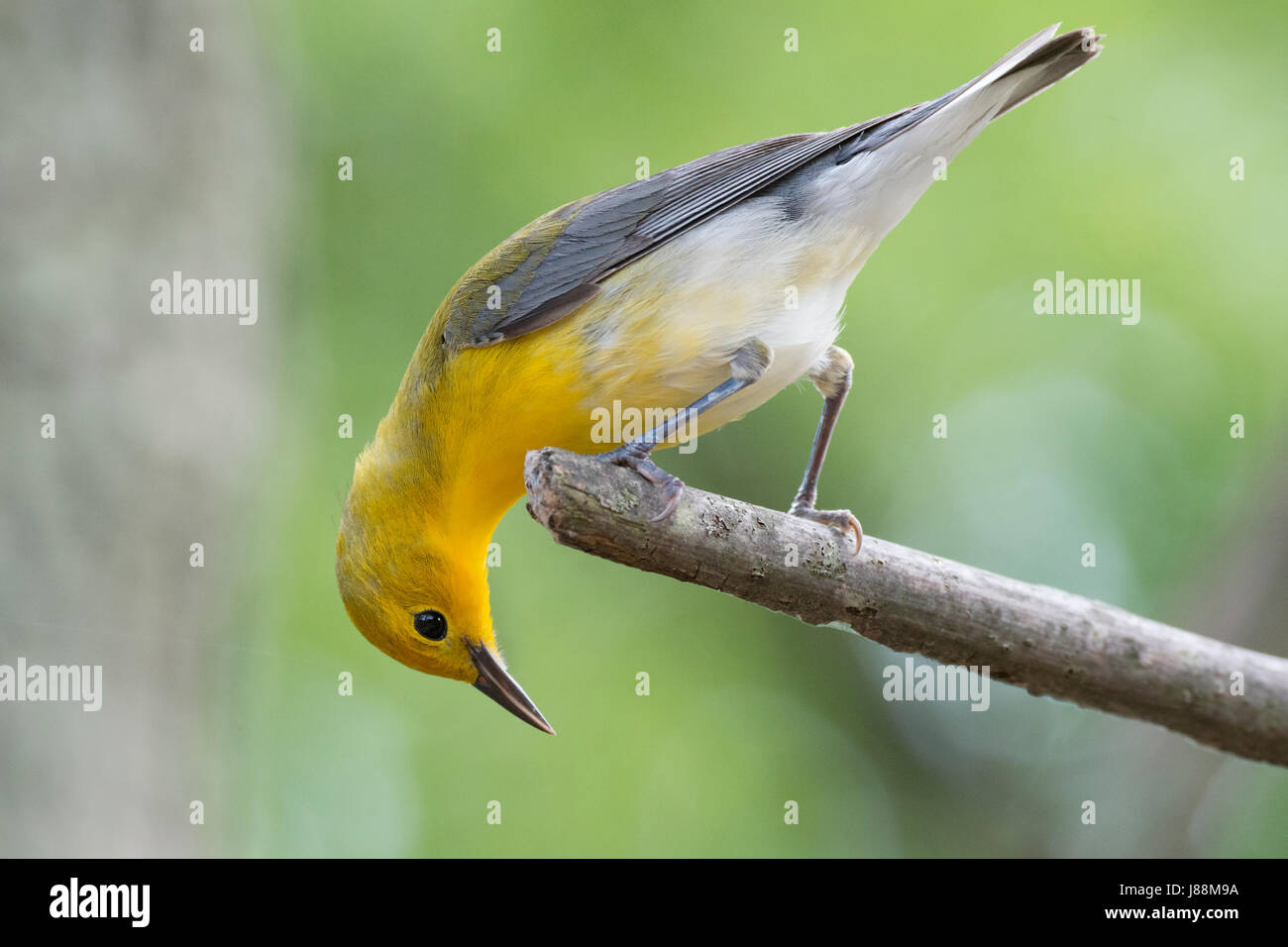 Prothonotary Warbler female hunting for insects Stock Photo