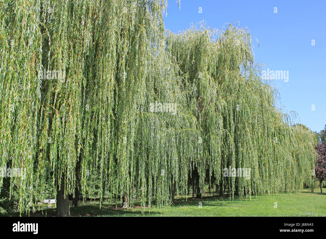tree, trees, park, summer, summerly, vegetation, weep, cry, crying