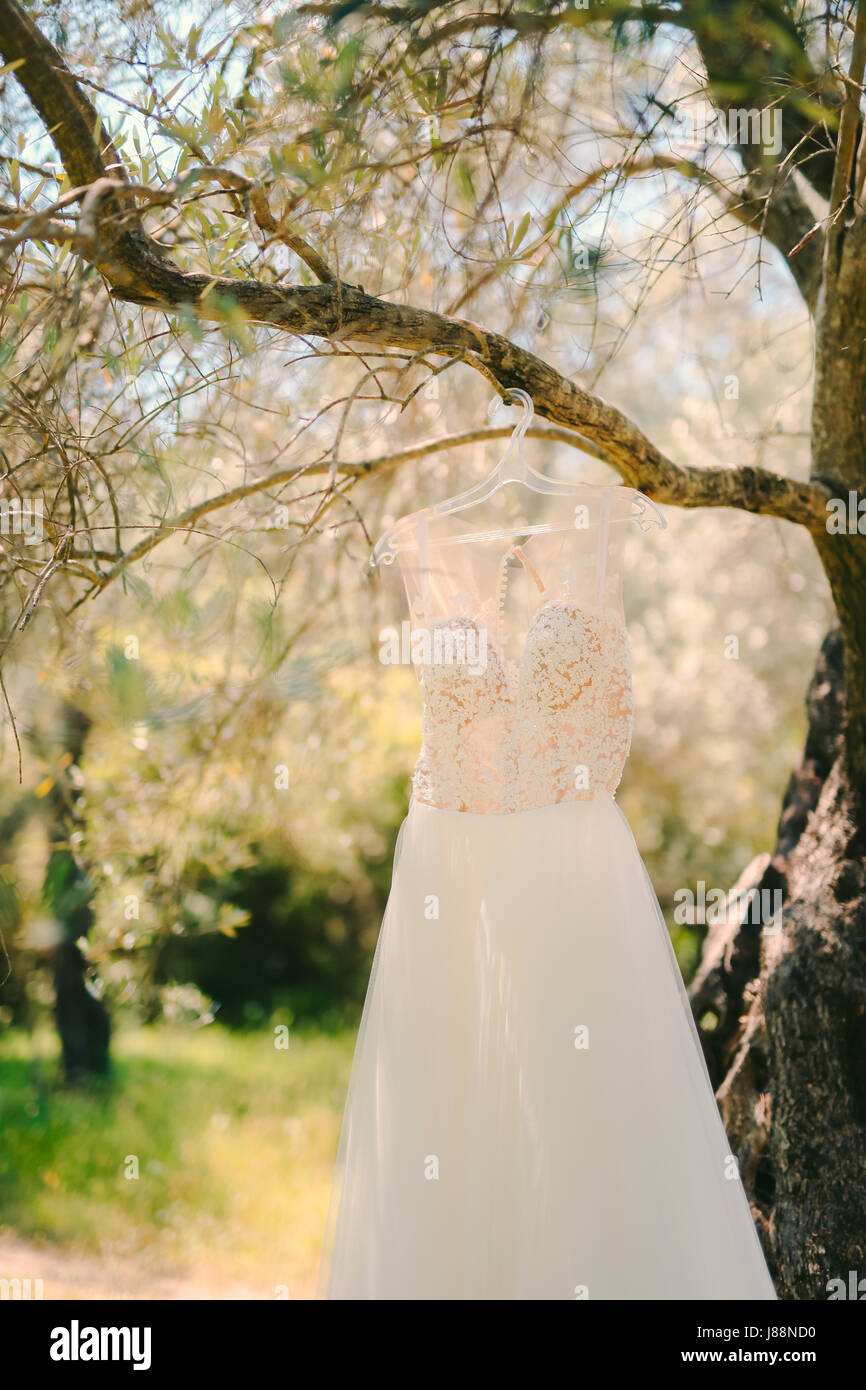 The bride's dress hangs on a hanger on an olive tree. Collecting brides ...