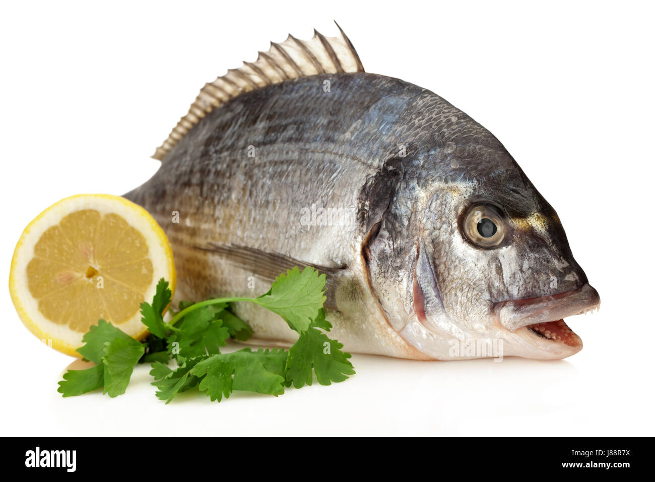 Extra dorado hi-res stock photography and images - Alamy
