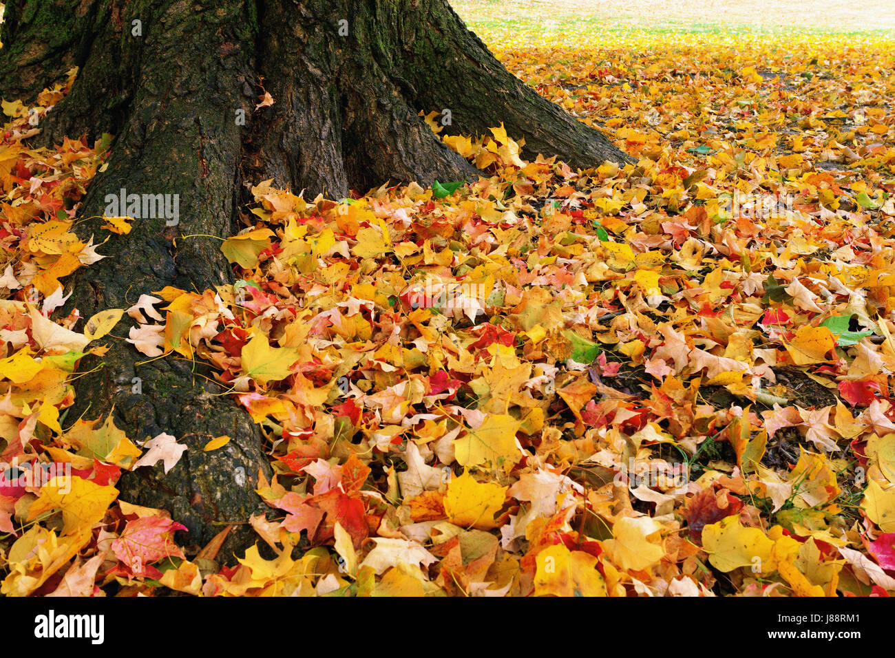 tree, ground, soil, earth, humus, leaves, yellow, foliage, nature, fall, Stock Photo