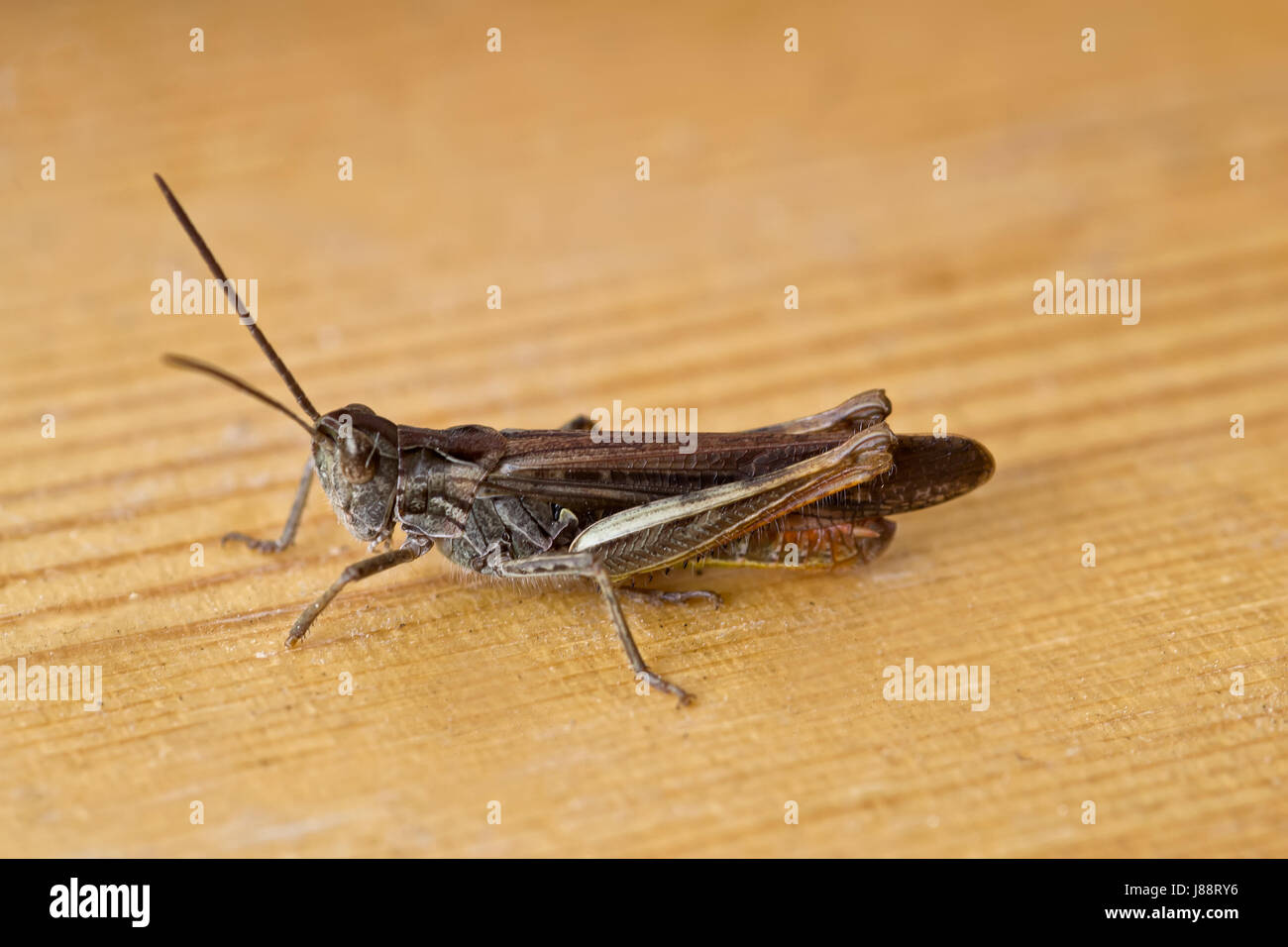 macro, close-up, macro admission, close up view, grasshopper, macro, close-up, Stock Photo