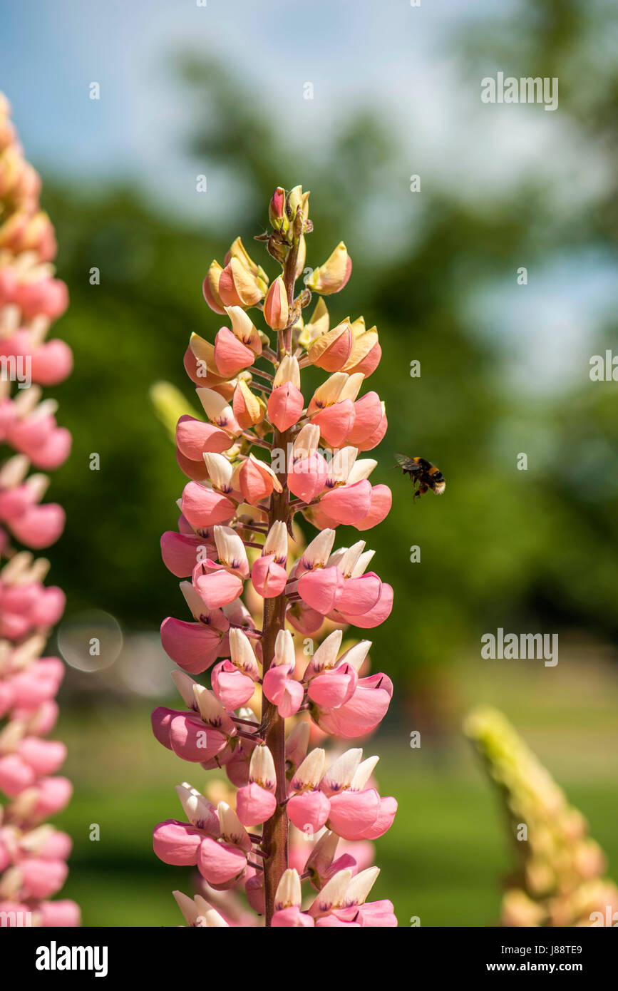Nature In Harmony: Beautiful vivid pink spike-like raceme buds of the Lupin plant form a natural foraging ground for the British Bumbleebee (Bombus) Stock Photo
