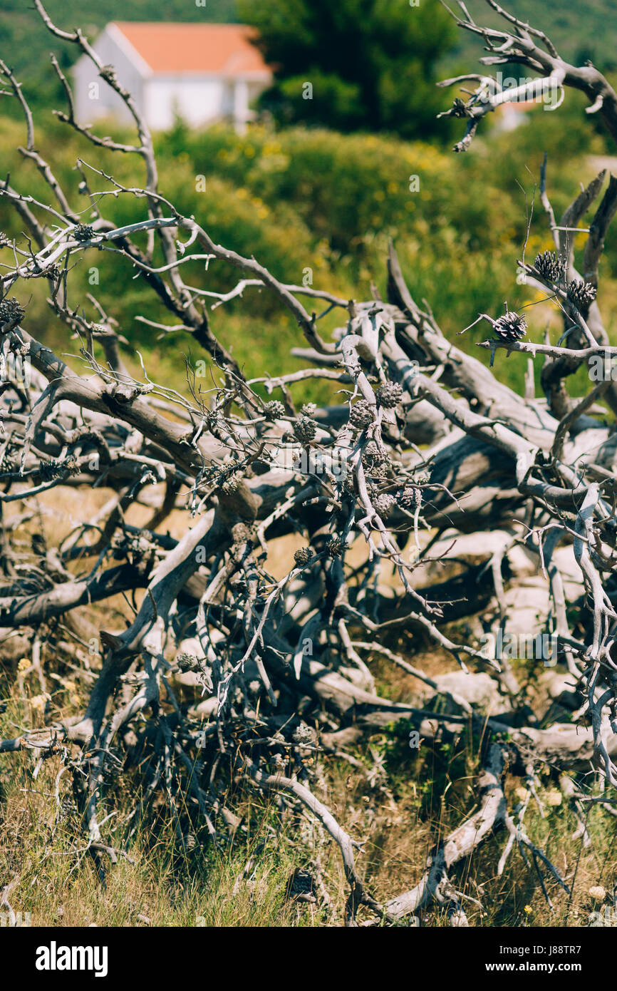Dry snag in the field. Dry green tree. Stock Photo