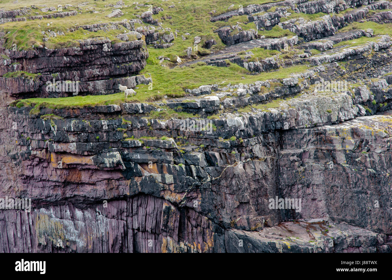 wild, rock, coast, ireland, sheep (pl.), irish, rocky, isle, island, wild, Stock Photo