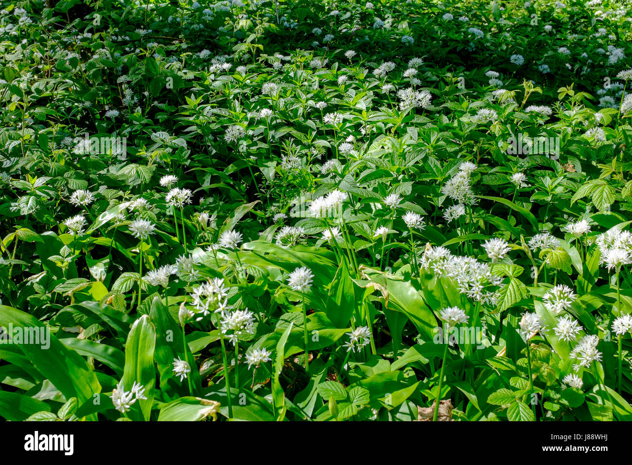 Wild garlic, also known as ransoms, buckhams, broad leafed garlic and bear leek, growing wild in Scotland, Stock Photo