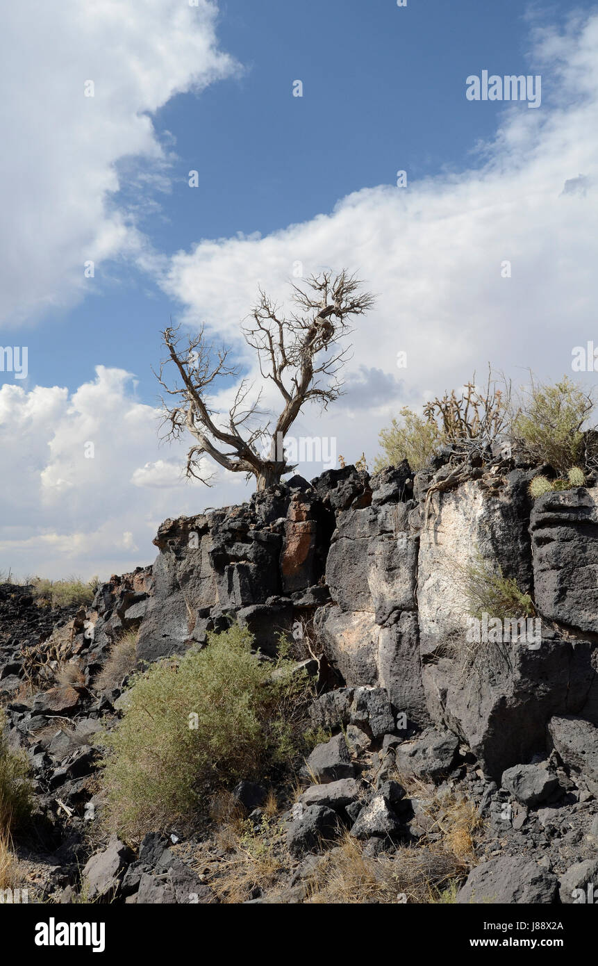 single, tree, bushes, branches, branch, brush, vegetation, cliff, limbs