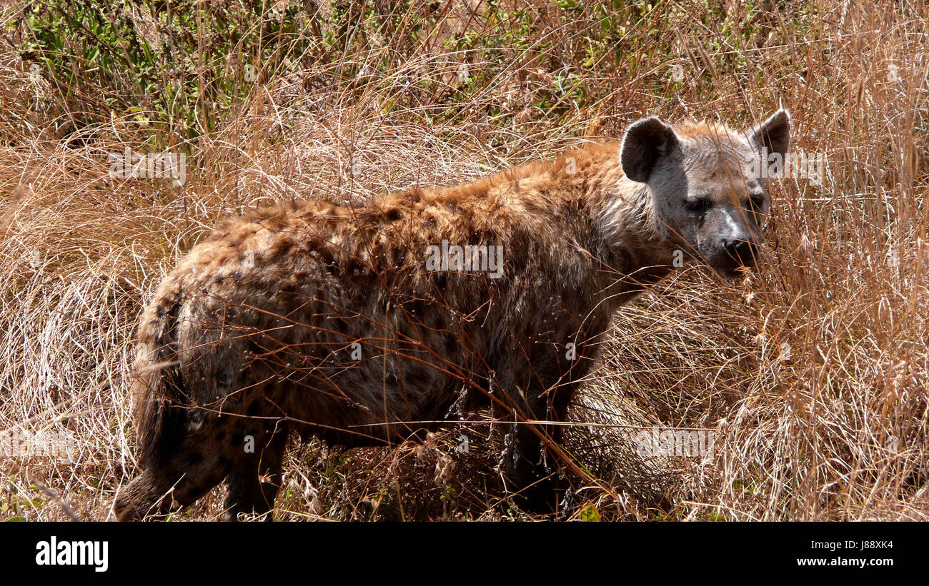 Hyene High Resolution Stock Photography And Images Alamy