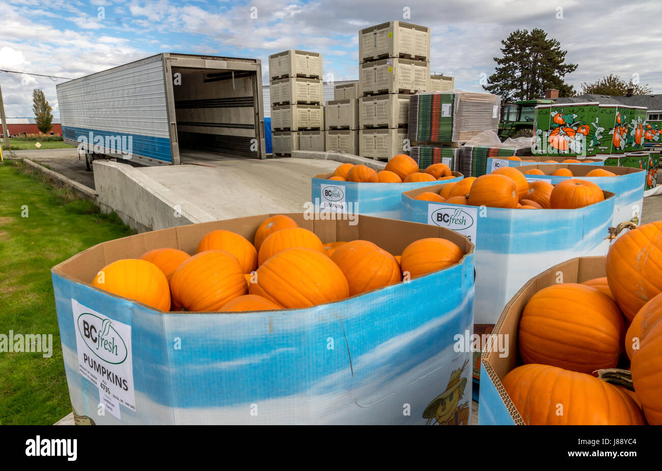 Pumpkins ready for commercial sale in Ladner, BC Stock Photo Alamy