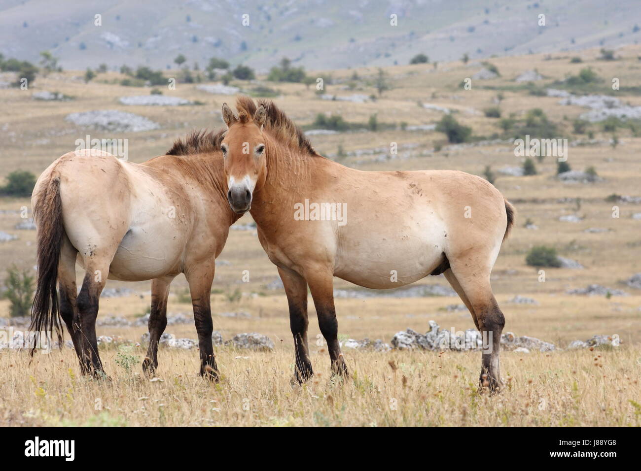 Horse Animal Mammal Mongolia Mongolian Steppe Outdoor Wildlife Horse Animal Mammal Mongolia Mongolian Steppe Outdoor Wildlife